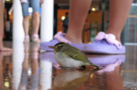 white-eye